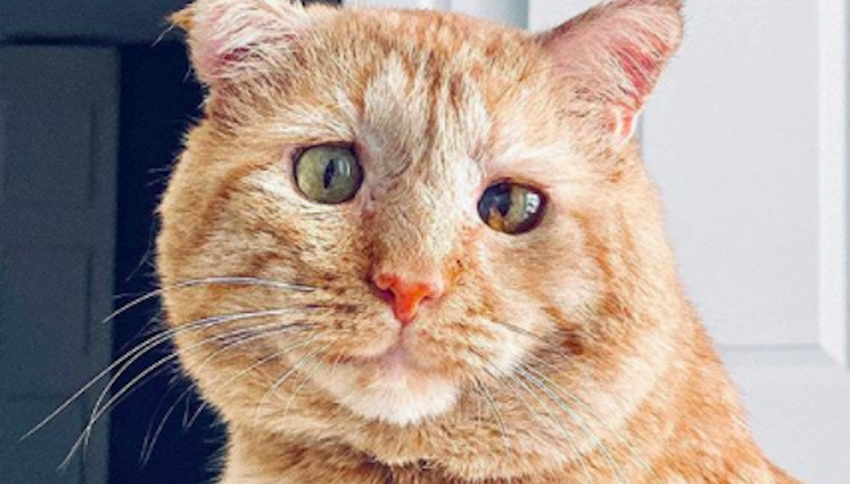 Mr Willis: un anno dopo l'adozione non è più il gatto più triste