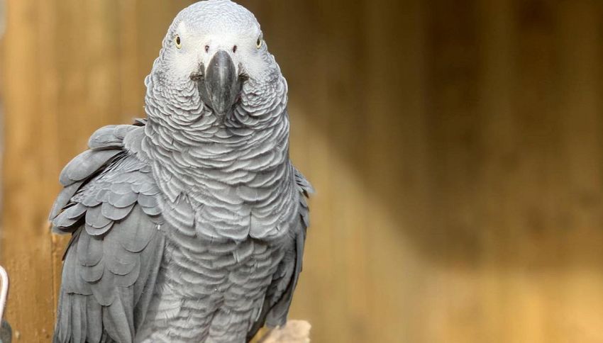 Cinque pappagalli hanno imparato a dire parolacce in quarantena