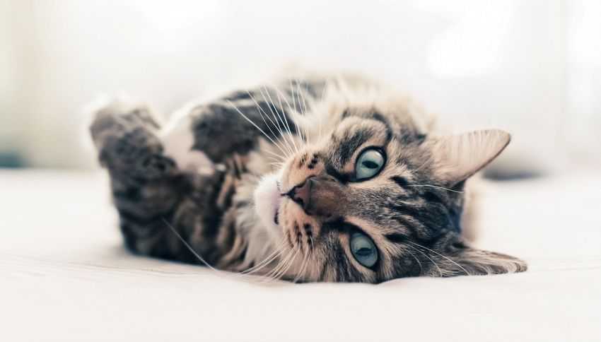 Città pet friendly: a Rozzano due gatti ‘lavorano’ in Comune