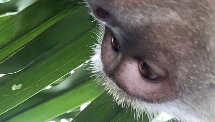 I selfie di una scimmia diventano virali sui social