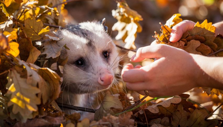 Si può avere un opossum come animale domestico? La storia di Sesame