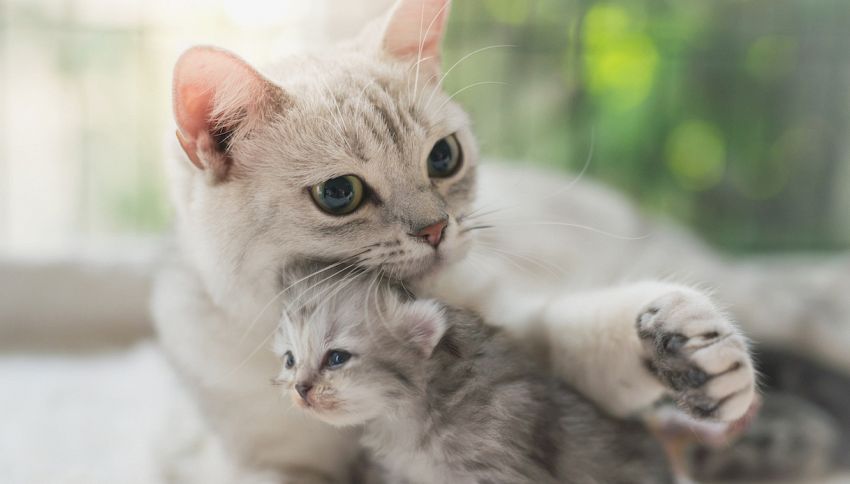 Negli Stati Uniti una gatta ha allattato quattro maialini orfani