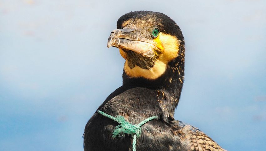 Uccelli fanno i nidi con i rifiuti di plastica: allarme dal Cile