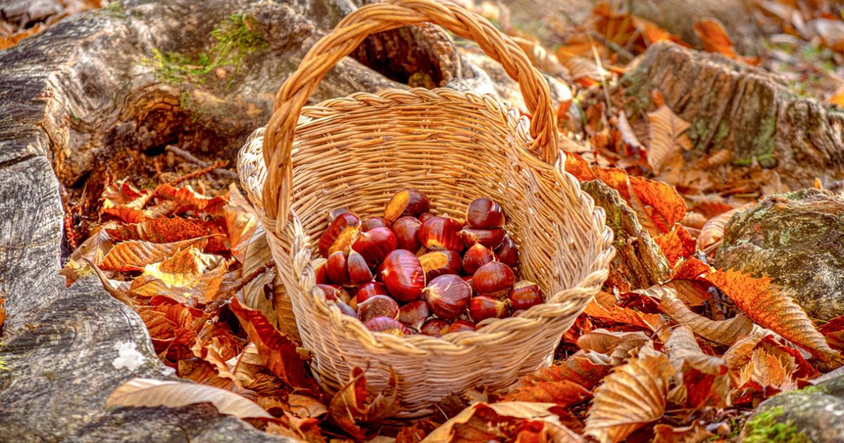 Come Si Chiamano Le Castagne Bollite