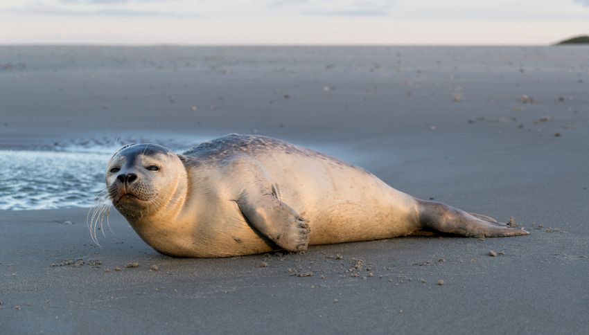 Si imbatte in una foca e la salva mentre fa running