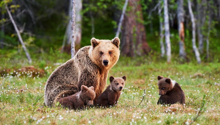 Sei cucciolate di orsi bruni: è boom di nascite sui Pirenei