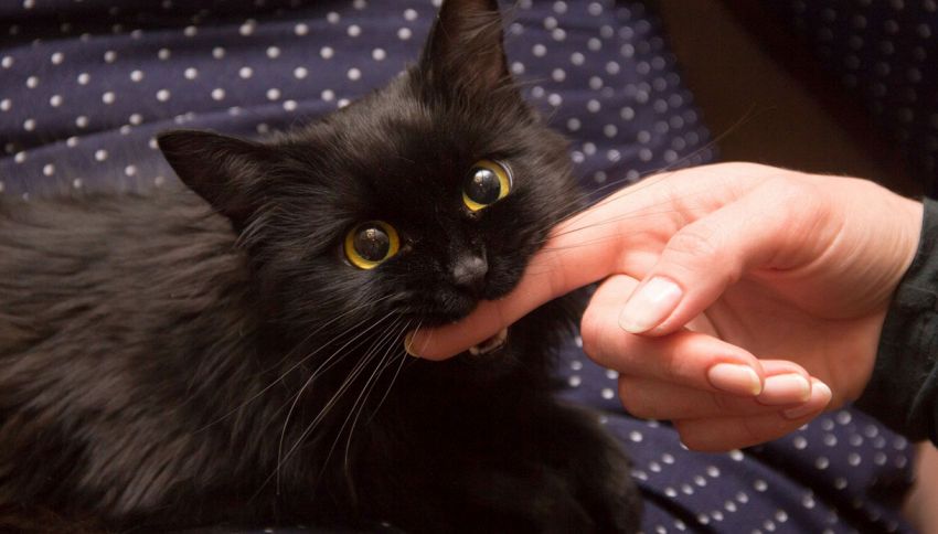 Gatto nero, la verità sull'antica superstizione: non porta affatto sfortuna