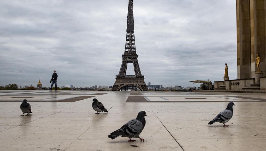 Un piccione viaggiatore è stato venduto a 1.6 milioni di euro