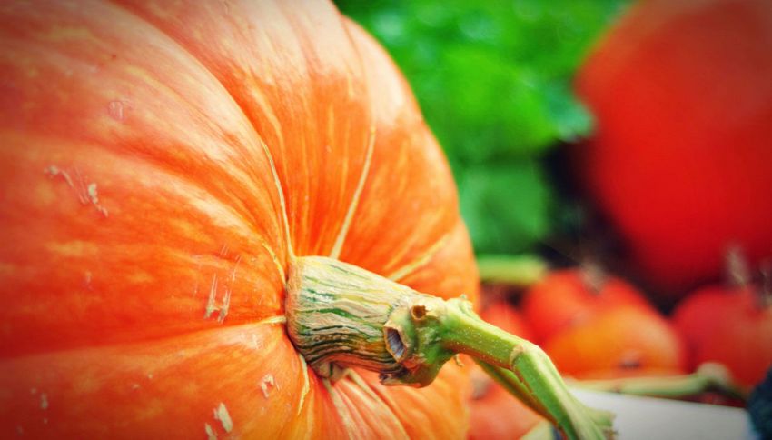 La zucca è una verdura o un frutto? L'errore che si commette