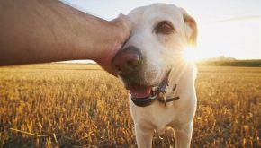 Eredit&agrave; milionaria in Austria per un&rsquo;associazione animalista