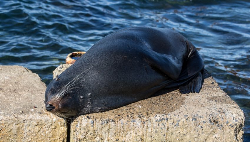 Una foca grigia ha partorito dieci cuccioli neri