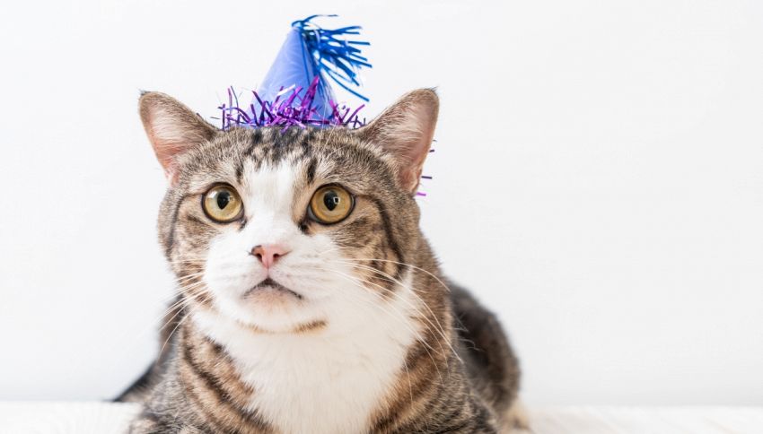 La festa di compleanno per un gatto diventa focolaio epidemico