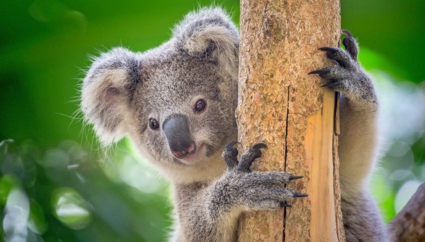 La storia di Frankie e Annie, due koala salvati in Australia