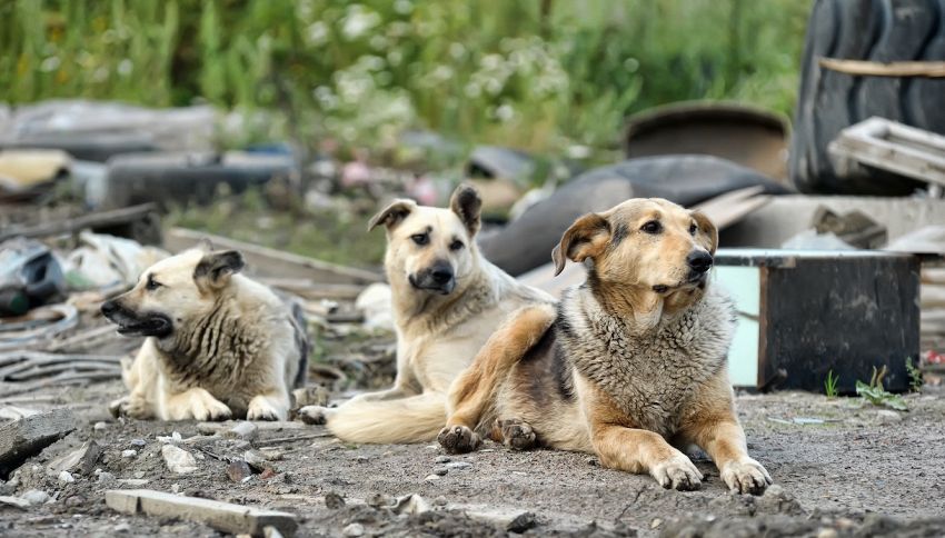 'Stray', il documentario con protagonisti tre cani randagi