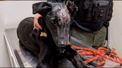 Il cagnolino maltrattato che aiuterà i bimbi ustionati