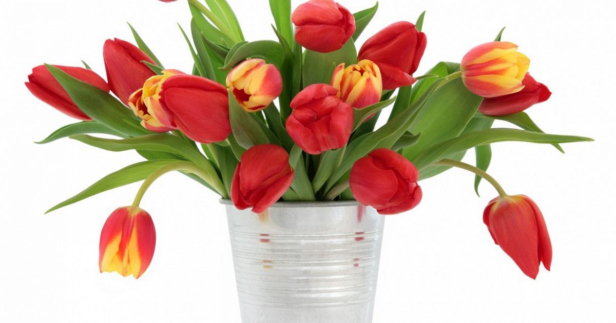 Tulipani in vaso, il segreto per farli durare più a lungo