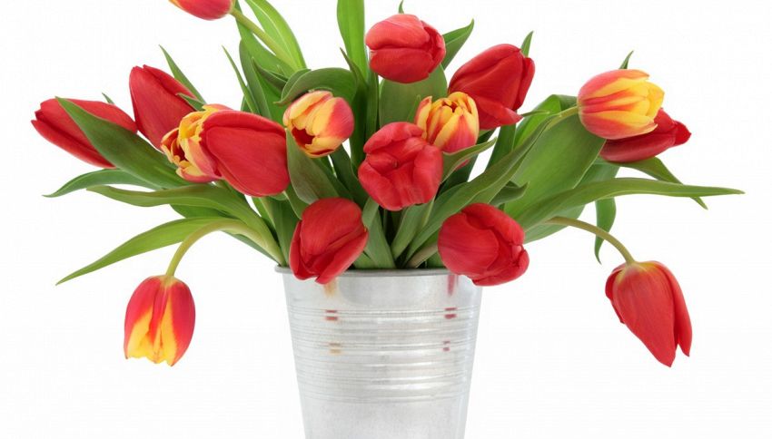 Tulipani in vaso, il segreto per farli durare più a lungo