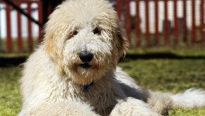 La seconda vita di Benjamin Bunny, abbandonato perch&eacute; disabile