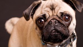 Organizza un funerale per il carlino: la storia diventa virale