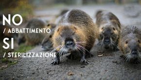Ravenna, petizione per salvare una famiglia di nutrie: la storia