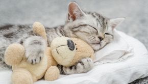 La storia del gatto che non si separa mai dal suo peluche