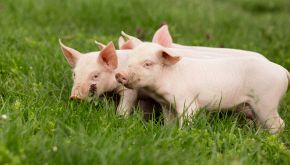 La storia di Matilda, fuggita per salvare i suoi cuccioli