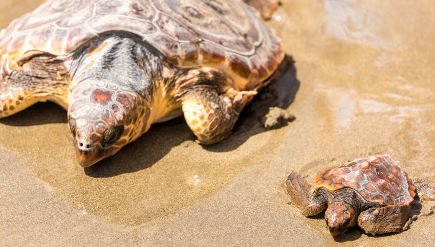 A Oristano sono state trovate 100 uova  di caretta caretta