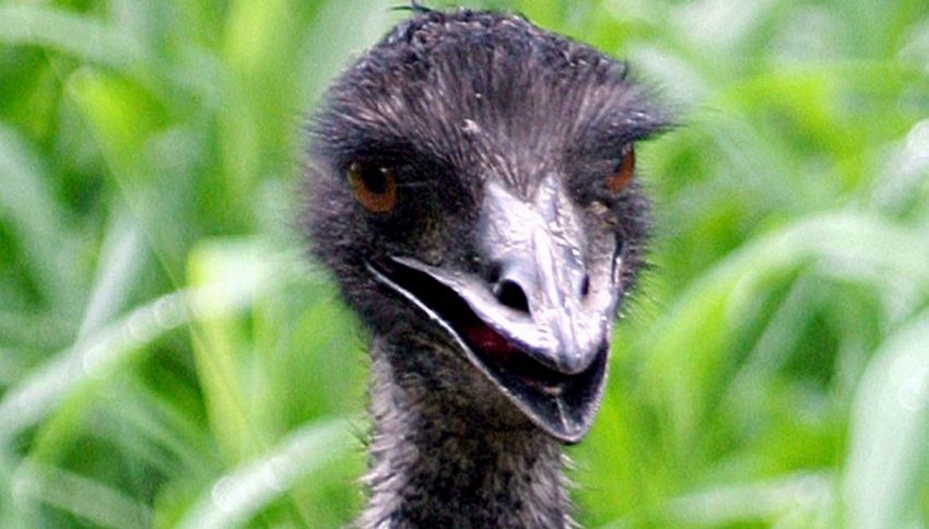 Quale Uccello Fa Le Uova Azzurre