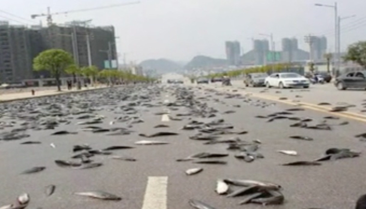 Giappone, inquietante fenomeno della pioggia dei pesci morti: brutto presagio