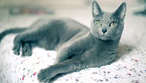 Smurf, la storia del gatto blu