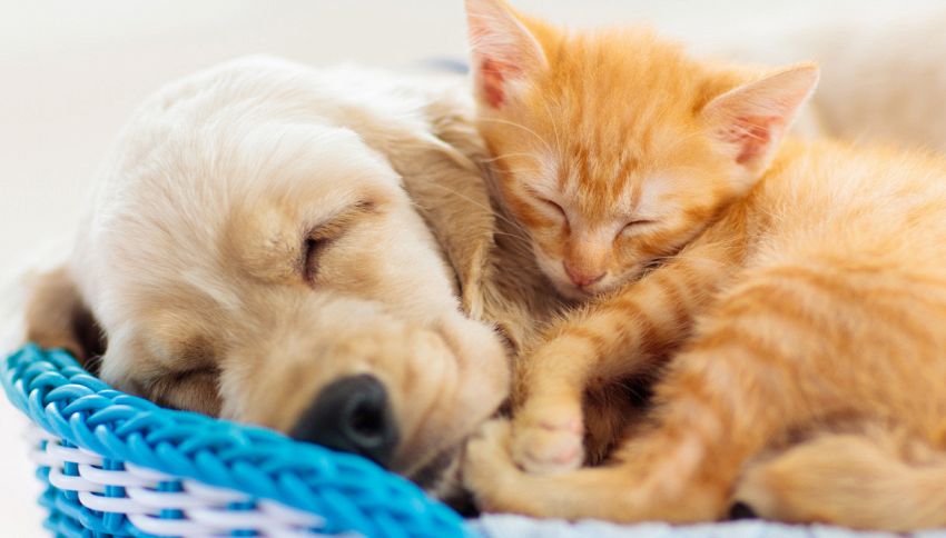 L'amicizia tra un cane e un gatto che appassiona la Turchia