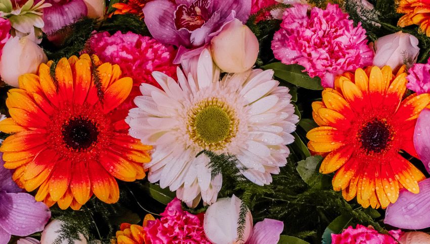 8 Marzo, questi fiori potrebbero essere mortali per il tuo amato animale domestico