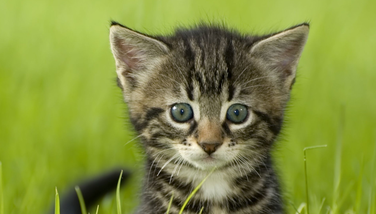 In questa citt&agrave; &egrave; stato imposto un coprifuoco ai gatti