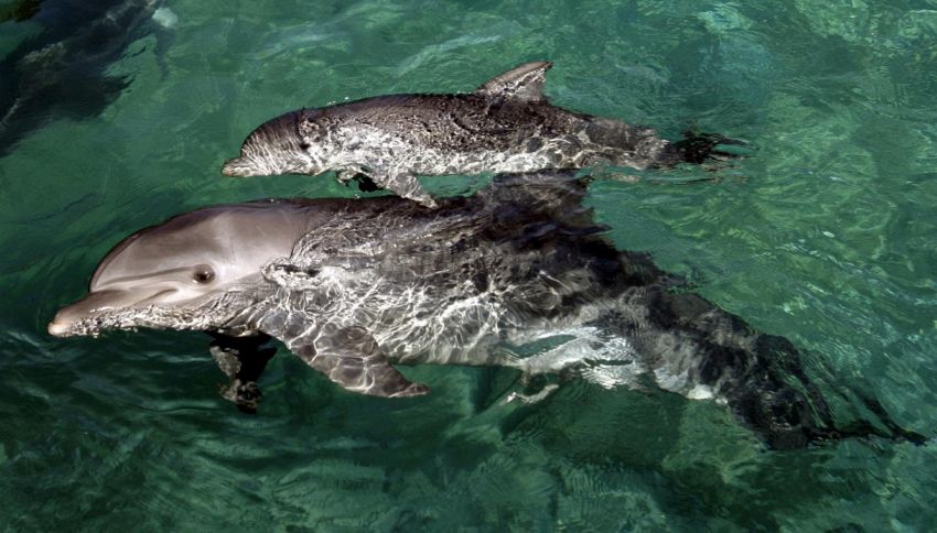 Salvano e liberano due delfini che si erano arenati nelle secche