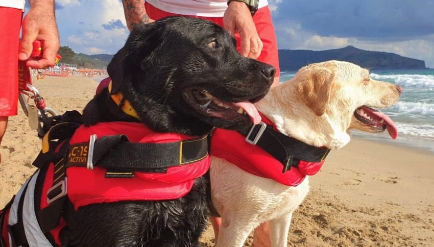 A Palinuro due cani eroi salvano una giovane bagnante dalle onde