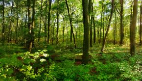 Il centenario che ha fondato la prima riserva integrale d&rsquo;Italia