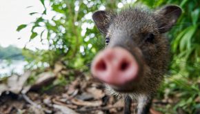Yezhu e Biubiu: storia dell&rsquo;amicizia tra un cinghiale e un cane