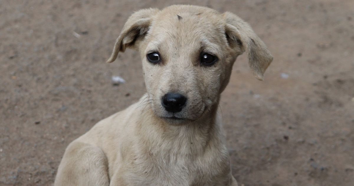 Quanti cani randagi ci sono in Italia? Quanti cani randagi ci sono in Italia?
