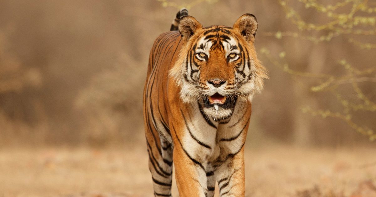 Gli Animali Come Tigri E Leoni Lo zoo con un ponte di vetro per tigri e leoni | superEva