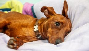 È morto Luigi, il cane postino: ecco la sua storia