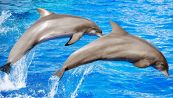 L'incredibile gesto dei delfini che lascia a bocca aperta