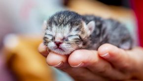 Piper, l’ultimo micio della cucciolata con un coraggio da leone