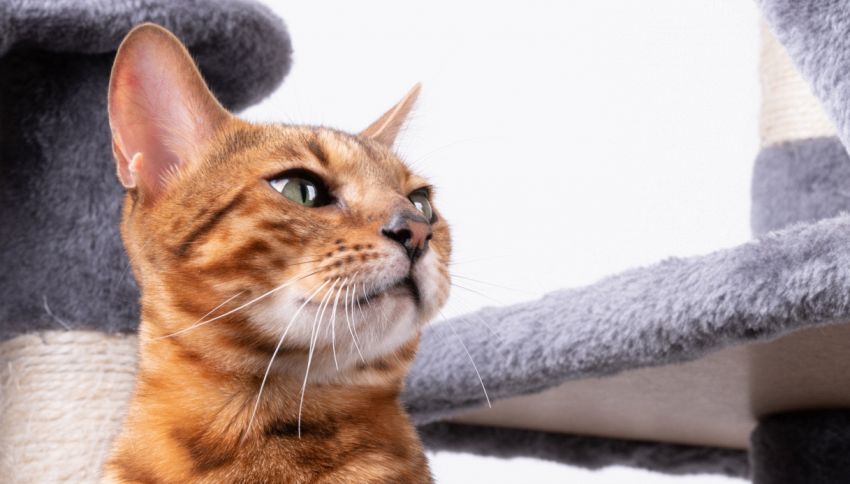 Nella cuccia tiragraffi lasciata fuori casa spunta un gattino