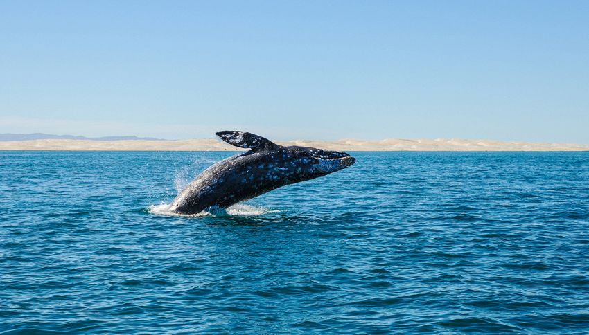 Balenottera azzurra con pene più grande del mondo: quanti metri è