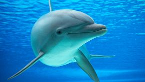 Una delfina nella nuova storia del veterinario che salva i ricci