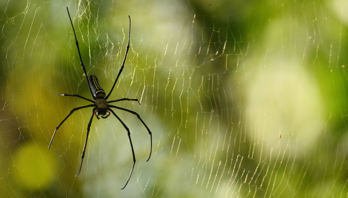 Ragnatele in casa? No panic! Ecco come liberartene