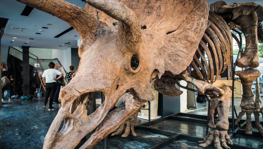 All&rsquo;asta il pi&ugrave; grande scheletro di Triceratopo: quanto costa