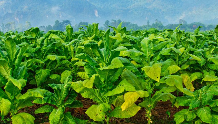 Il tabacco veniva usato gi&agrave; 12mila anni fa: la scoperta in USA