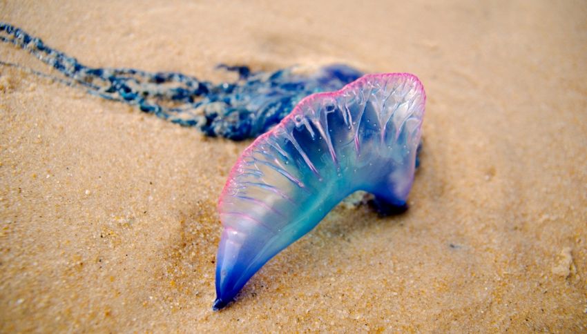 Rinvenuti organismi ‘alieni’ spiaggiati: possono uccidere un uomo