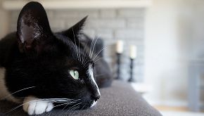 La storia di Salem, il gatto con la laurea in supporto emotivo